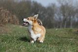 CORGI PEMBROKE 829